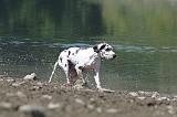 DOGUE ALLEMAND 113
